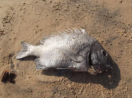 海滩、鱼类、死亡、尸体、动物、自然、海洋、动物和宠物 海滩、鱼类、死亡、尸体、动物、自然、海洋、动物和宠物