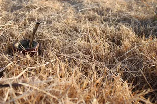 马特，草，田地，鳞茎，自然，农业，植物，白天