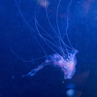 英国, 苏塞克斯, 布莱顿海上生活, 水下, 海, 水, 野生动物, 野生动物 英国, 苏塞克斯, 布莱顿海上生活, 水下, 海, 水, 野生动物, 野生动物