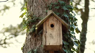 在家，鸟舍，房子，欢迎，家，恢复，孵化场，巢