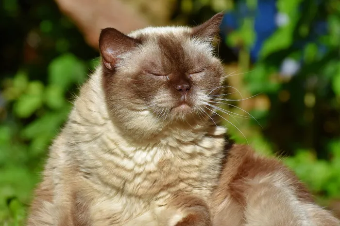 特写，照片，喜马拉雅猫，猫，品种猫，英国短毛猫，mieze，英国短毛猫