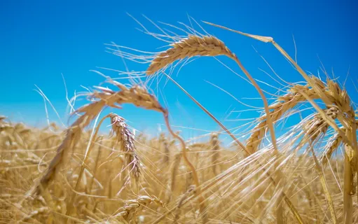 榫, 圣业余, 葡萄牙, 小麦, moura, 阿连特茹, 平原, 夏季