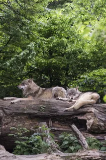 躺着,原木,狼,欧洲狼,狼,欧洲狼,犬狼疮,捕食者 躺着,原木,狼,欧洲狼,狼,欧洲狼,犬狼疮,捕食者
