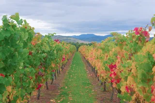 葡萄园，树叶，葡萄，葡萄酒，绿色，天空，植物，自然之美