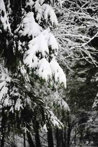 雪覆盖的树木，自然，户外，植物，树木，雪，冰，冷杉