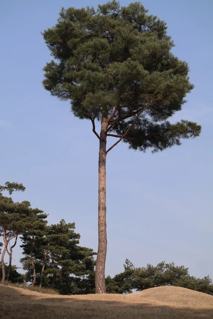 松树，木头，能力，纯洁，耐心，植物，树，天空