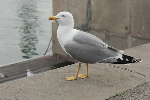 动物,鸟类,船坞,海鸥,海洋,自然,野生动物,户外 动物,鸟类,船坞,海鸥,海洋,自然,野生动物,户外