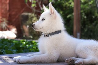 警觉的哈士奇小狗躺在后院，等待玩耍。