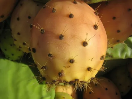 花梨，印度榕，仙人掌，多刺，刺，里面甜，橙色，水果