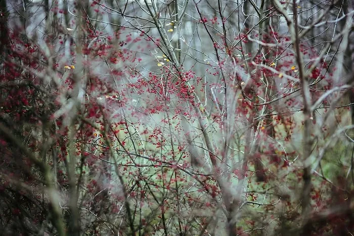 在秋天的森林里散步