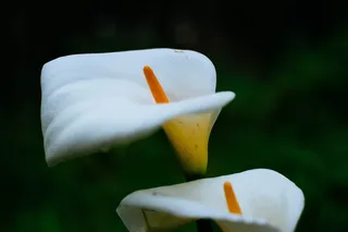 花，莉莉，莉莉，花瓣，新鲜，脆弱，开花植物，花序