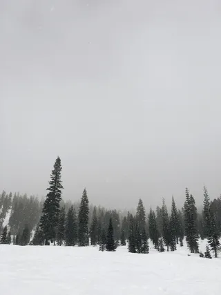 美国, 沙斯塔山, 沙斯塔, Norcal, 北, 树, 冒险, 冬天