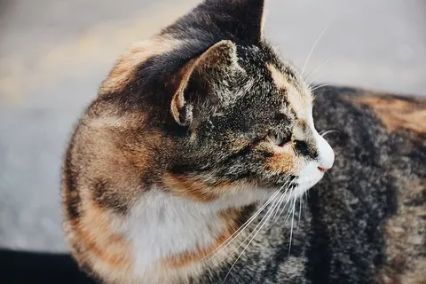 校园,猫,侧面杀戮,可爱,宠物,一只动物,家养,动物主题 校园,猫,侧面杀戮,可爱,宠物,一只动物,家养,动物主题