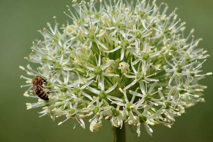 韭菜、观赏洋葱、白色、花朵、花朵、蜜蜂、昆虫、石蒜属植物