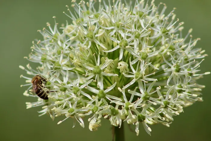 韭菜、观赏洋葱、白色、花朵、花朵、蜜蜂、昆虫、石蒜属植物