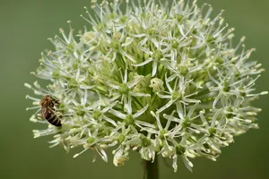 韭菜、观赏洋葱、白色、花朵、花朵、蜜蜂、昆虫、石蒜属植物