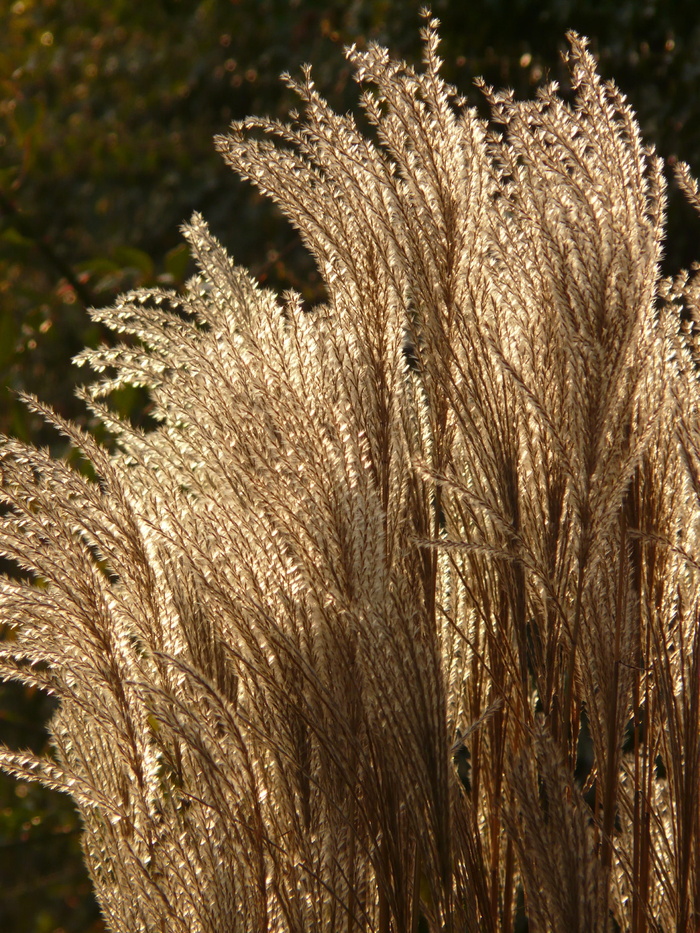 芒，芒，芒属植物，芒，背光源，甘草，禾本科，银泉，竹草编辑此页面