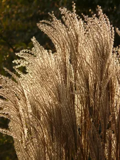 芒,芒,芒属植物,芒,背光源,甘草,禾本科,银泉,竹草编辑此页面 芒,芒,芒属植物,芒,背光源,甘草,禾本科,银泉,竹草编辑此页面