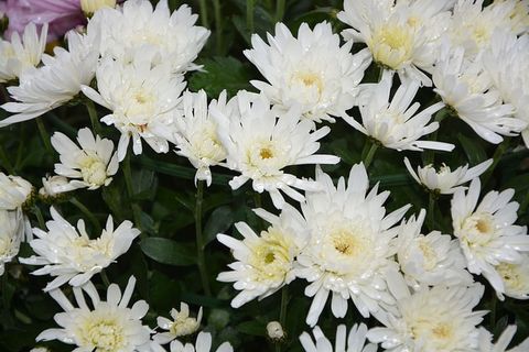 花，白花，自然，花瓣，花园，山丘，花组成，开花