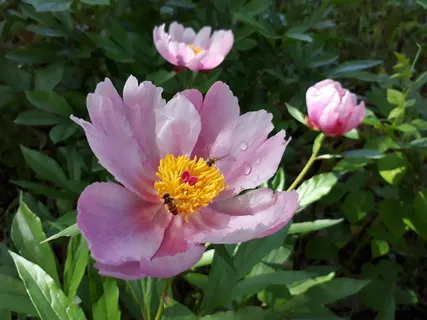 皮肤, 牡丹, 自然, 鲜花, 的, 牡丹, 植物, 开花 皮肤, 牡丹, 自然, 鲜花, 的, 牡丹, 植物, 开花