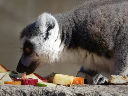 食品和饮料,食品,一种动物,哺乳动物,动物主题,动物,饮食,水果 食品和饮料,食品,一种动物,哺乳动物,动物主题,动物,饮食,水果