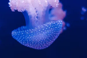 蓝色水母的选择性聚焦摄影