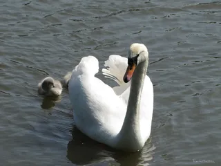 鸟，天鹅，小天鹅，白，幼，水，自然，鸟类学