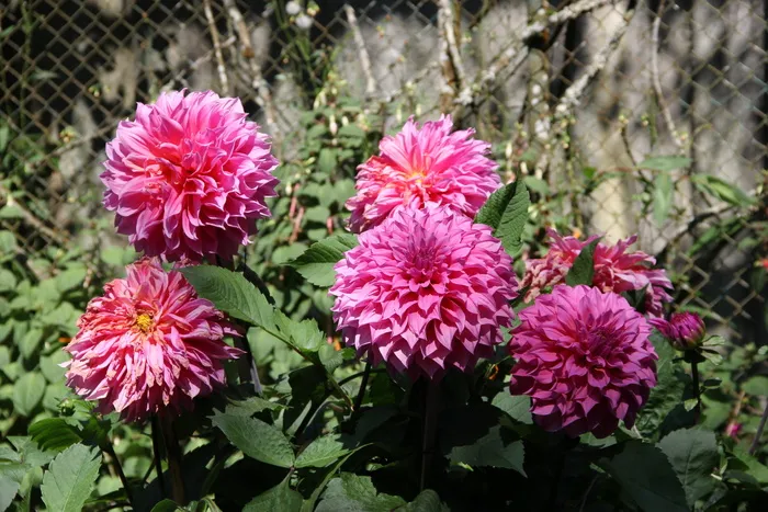 皮带，清迈泰国，以下重府，鲜花，自然，鲜花，花园，花园