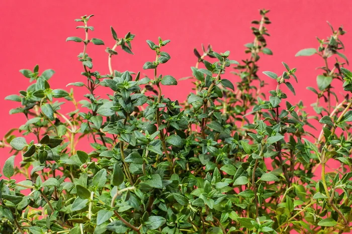 绿叶植物，百里香，草药，烹饪草药，厨房草药，厨师，草药，花园