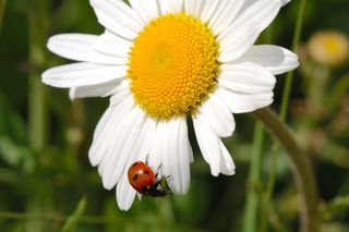 瓢虫，自然，昆虫，玛格丽特，花朵，花朵，花朵，草地玛格丽特