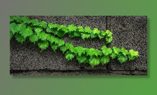 灰色表面上的绿叶