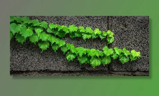 灰色表面上的绿叶 灰色表面上的绿叶