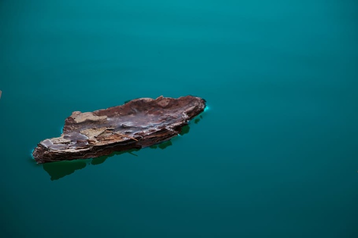 树皮，漂浮物，水，海，蓝色，没有人，自然，野生动物
