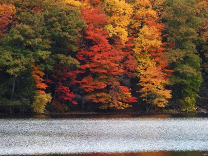 树叶，秋天，秋天，五颜六色，树叶，季节，橙色，树叶