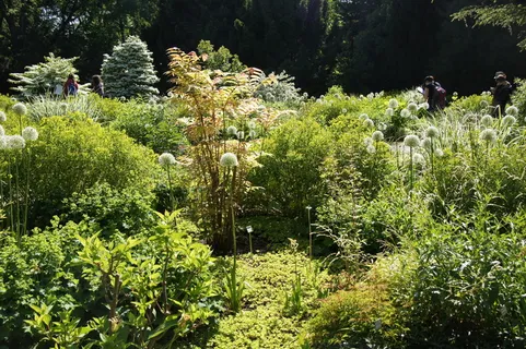 卫神台番、观景园、植物、多年生植物、多年生植物、绿色、白色、生长 卫神台番、观景园、植物、多年生植物、多年生植物、绿色、白色、生长
