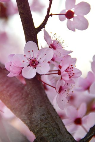 春天，春天的花，粉红色，粉红色的花，新鲜，木头，树枝，自然