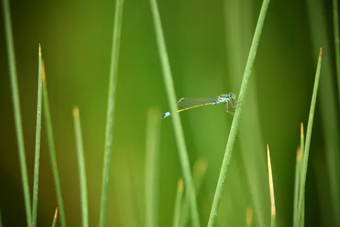 绿蜻蜓 绿蜻蜓