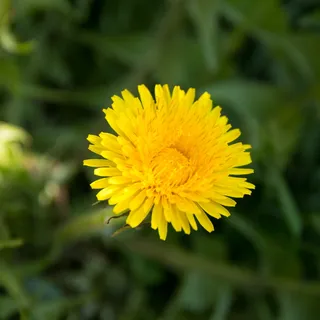 植物,花粉,花,花,菊科,单瓣花,雏菊,雏菊 植物,花粉,花,花,菊科,单瓣花,雏菊,雏菊