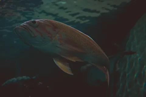 橙色的鱼在水上游动 橙色的鱼在水上游动