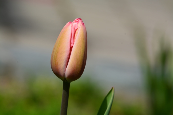 郁金香，春天，花，芽，花芽，生长，自然，植物
