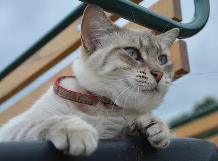 猫，猫眼，腿，动物，猫，眼睛，蓝色，小胡子