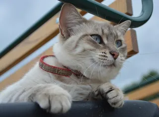 猫，猫眼，腿，动物，猫，眼睛，蓝色，小胡子