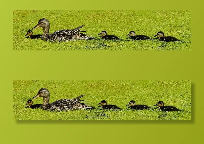 棕色，鸭子，四只，黑色，小鸭，绿色，叶子，植物