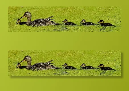 棕色,鸭子,四只,黑色,小鸭,绿色,叶子,植物 棕色,鸭子,四只,黑色,小鸭,绿色,叶子,植物