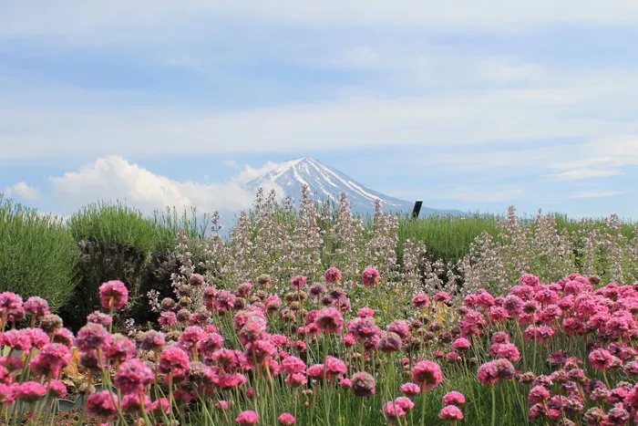 粉红色，花园，白天，日本，富士山，富士山，富士山，花