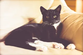 小猫, 动物, 黑猫, 猫, futrzak, 金色的眼睛, 看猫, 看 prost