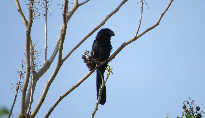 garrapatero，haystack，动物，哥伦比亚，鸟类，野生动物，树木，动物