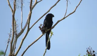 garrapatero，haystack，动物，哥伦比亚，鸟类，野生动物，树木，动物