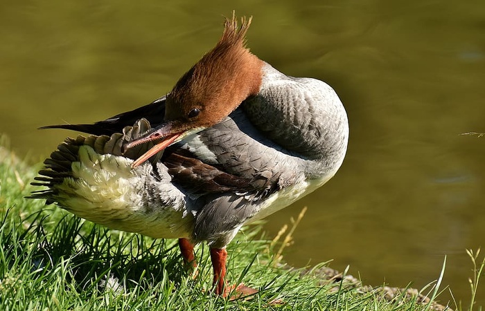 merganser，mergus merganser，鸭鸟，鸭，雄性，德雷克，水鸟，动物