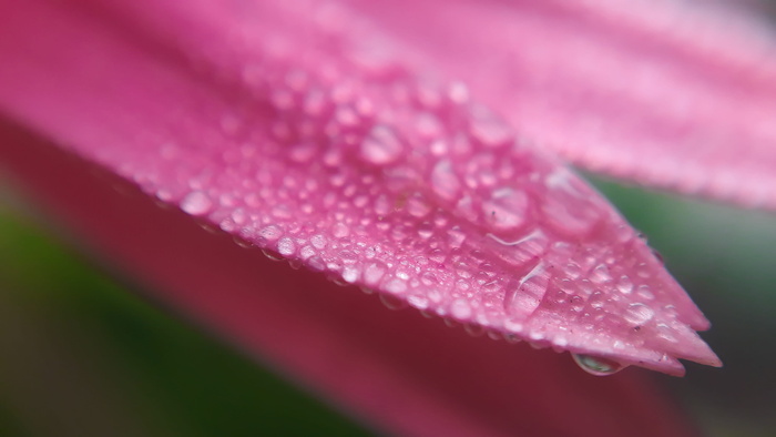 植物, 自然, 露水, 花, 颜色, 滴, 明亮, 桌面